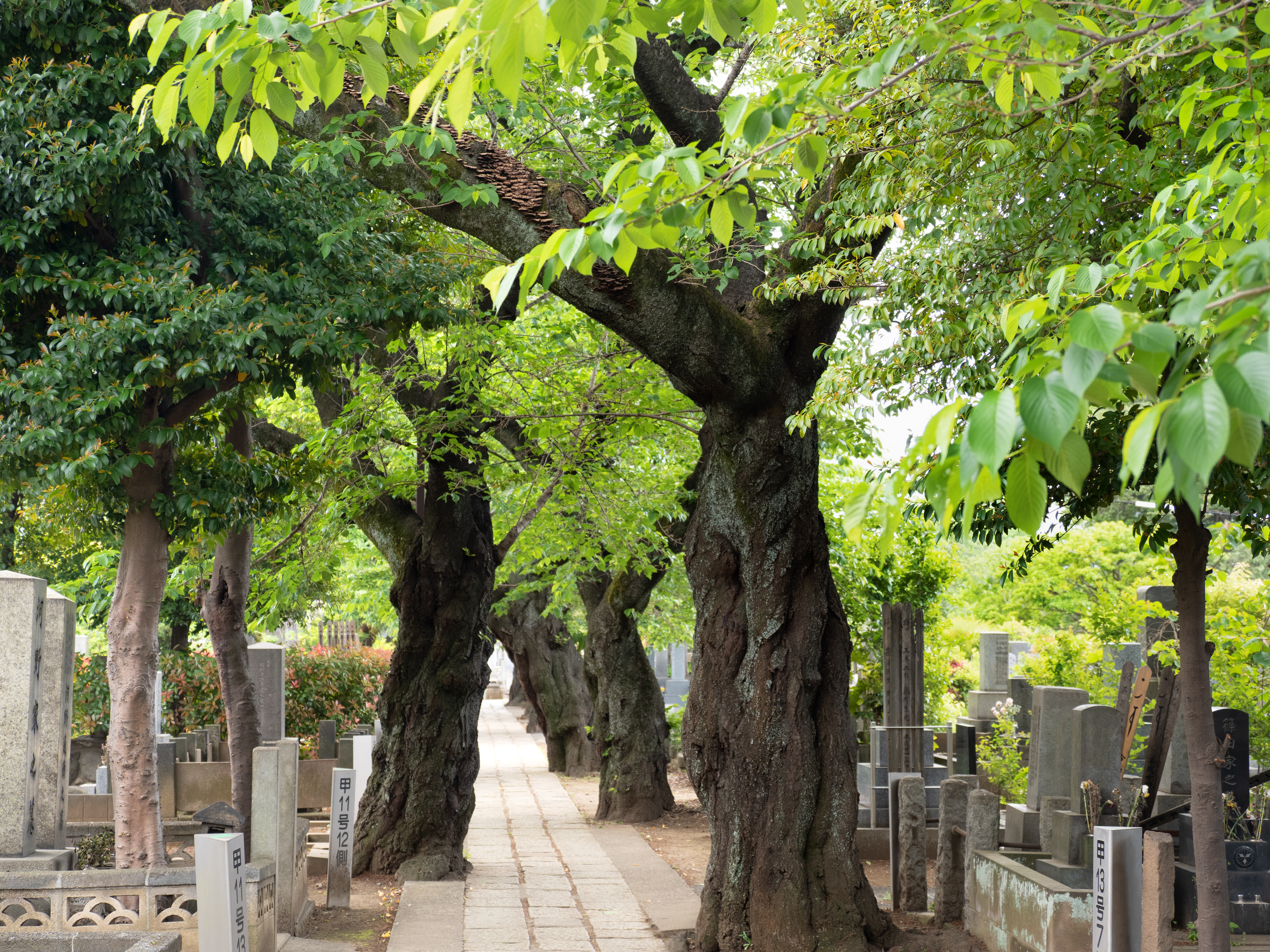 【2026年最新】東京で理想のお墓を。都立霊園の3月発表から逆算するデザイン・刻字の選び方